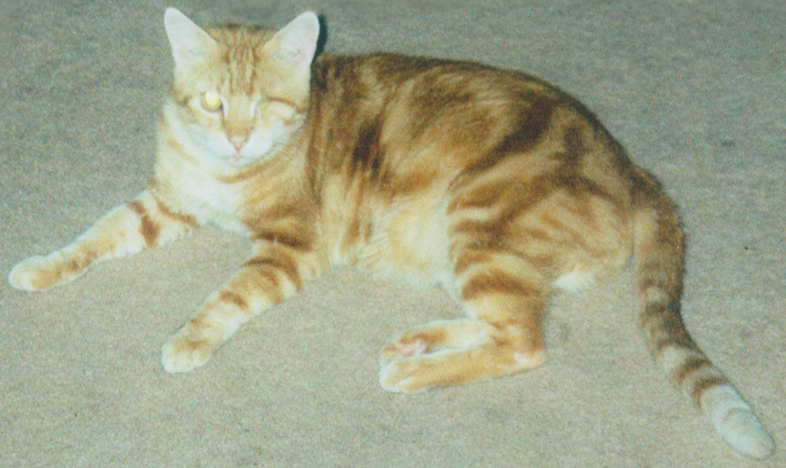 Adoptable Pet