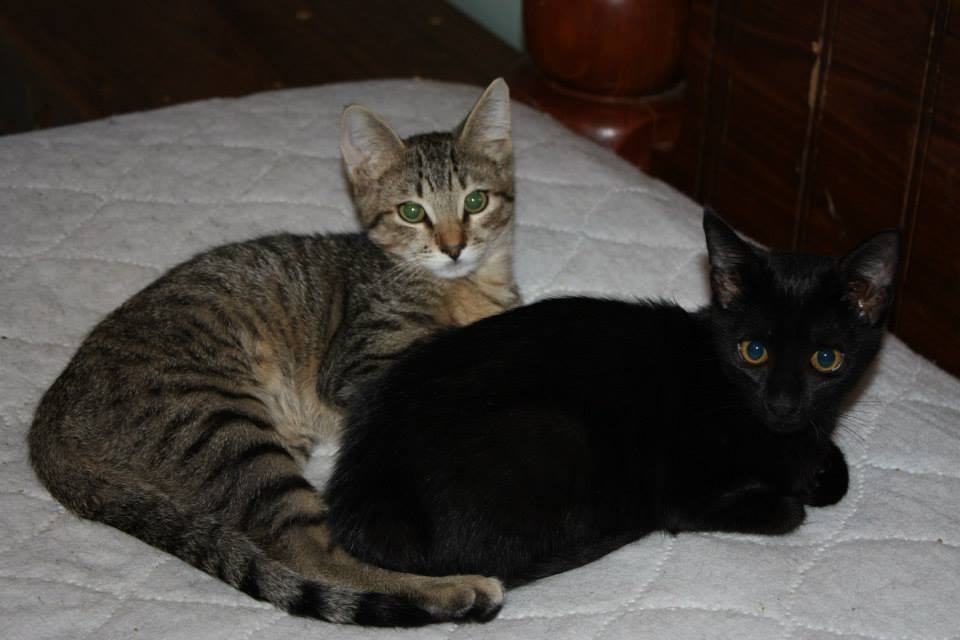 Adoptable Pet