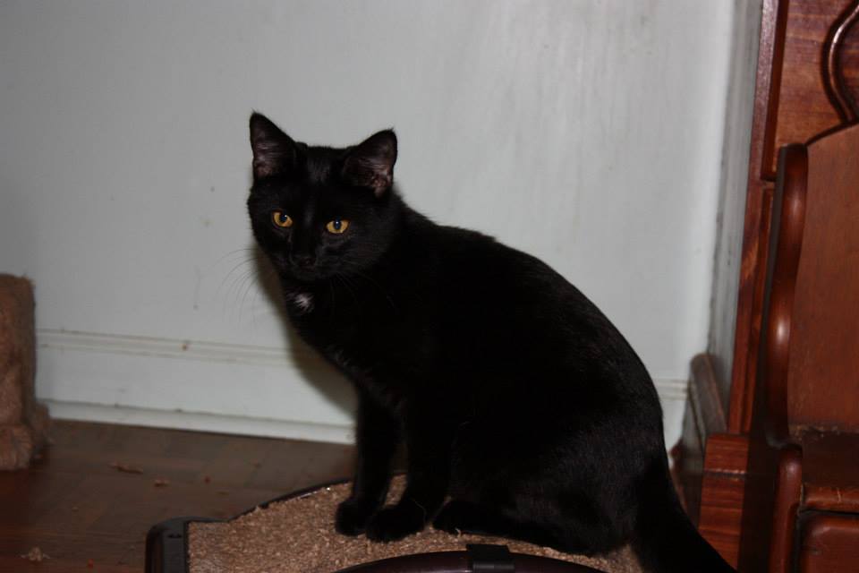 Adoptable Pet