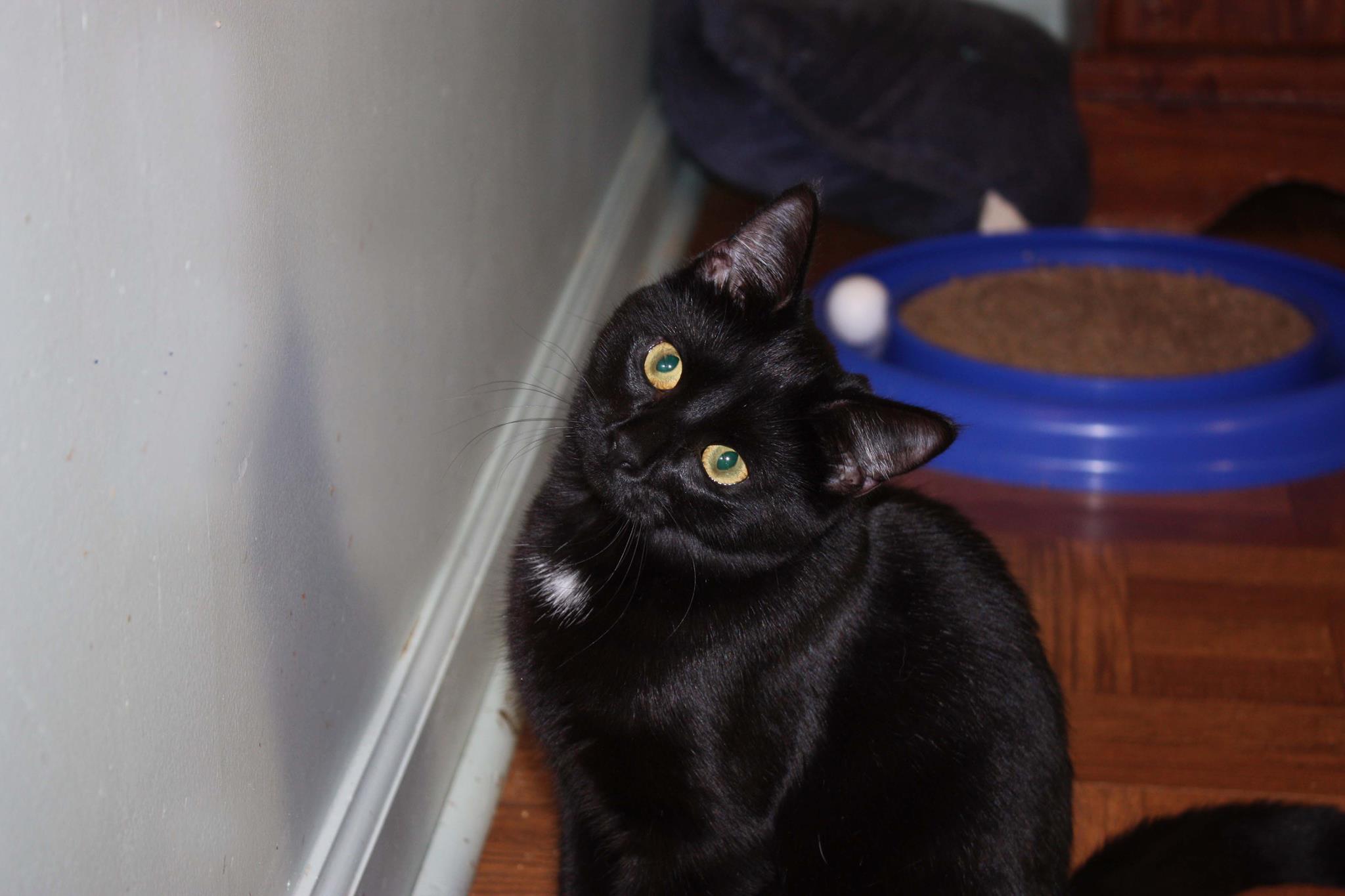 Adoptable Pet