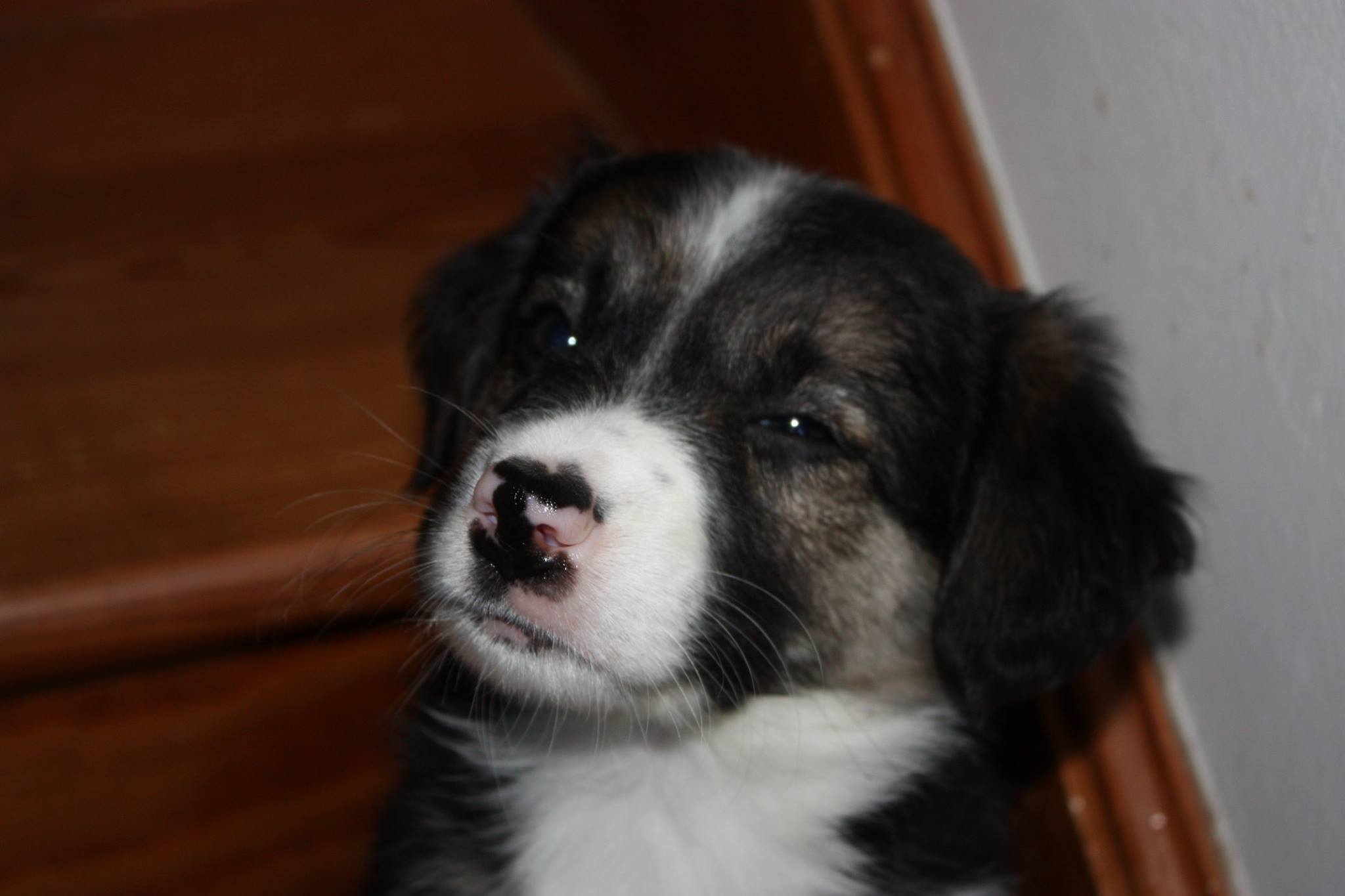 Adoptable Pet