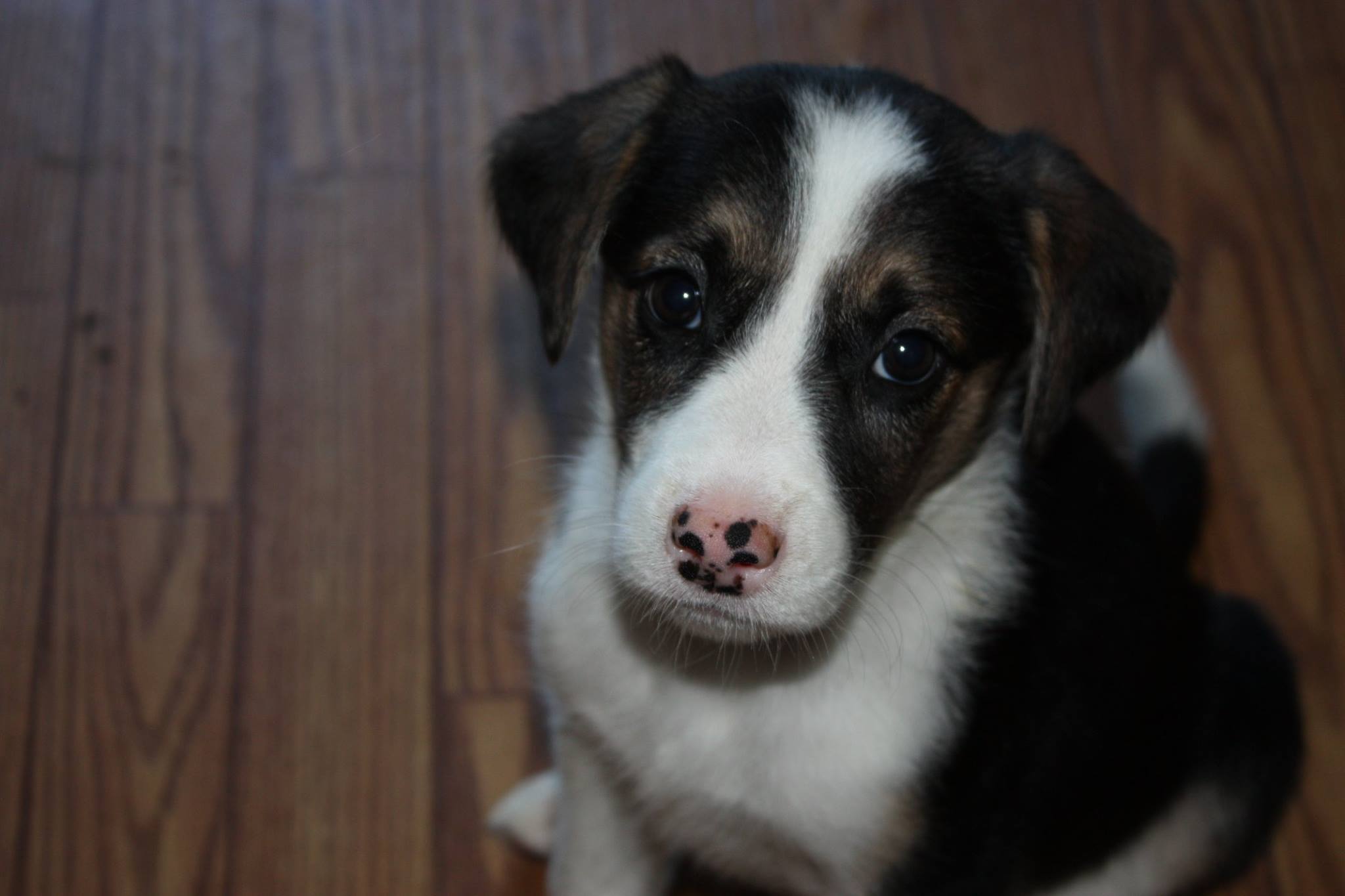 Adoptable Pet