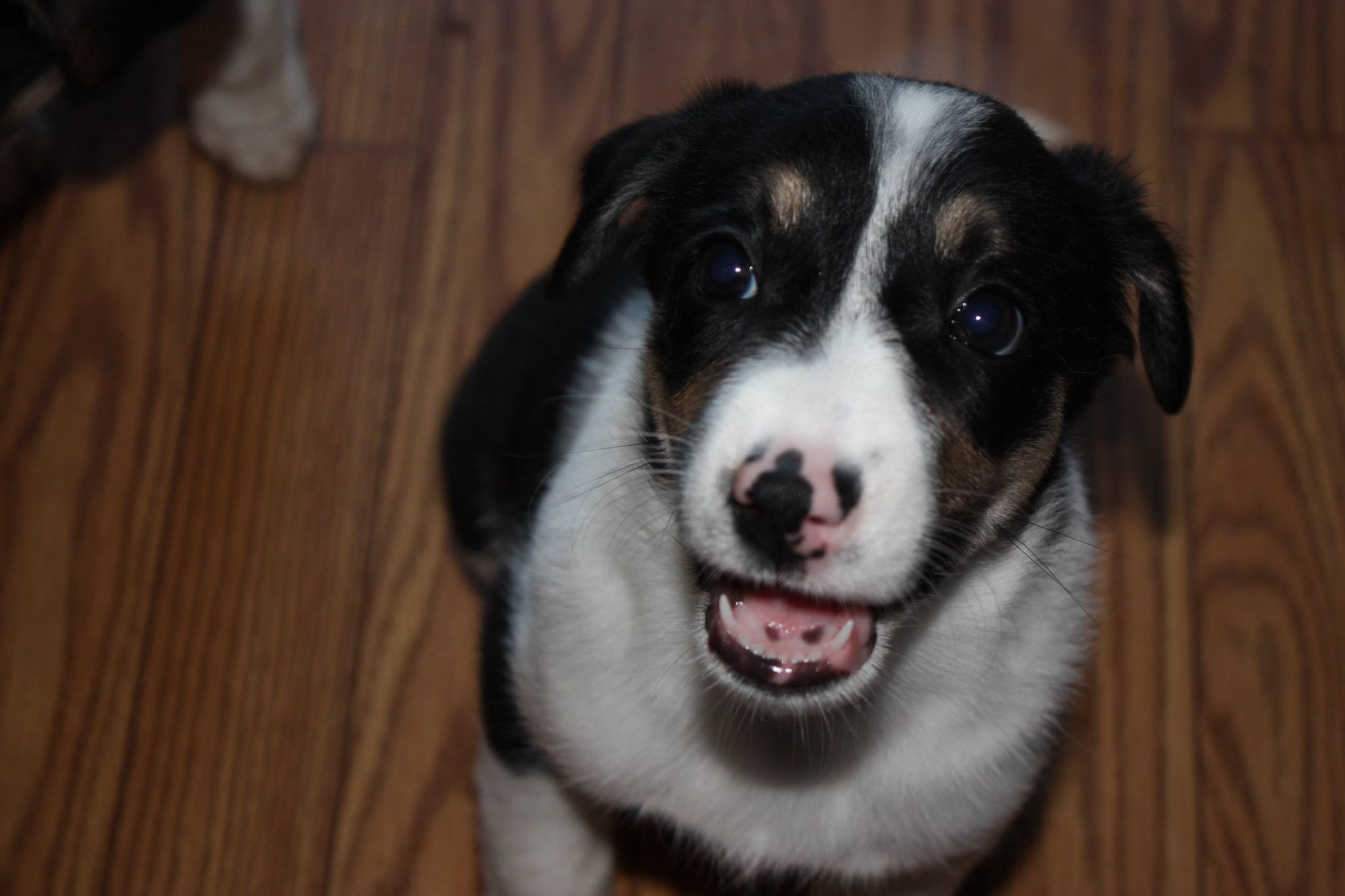 Adoptable Pet