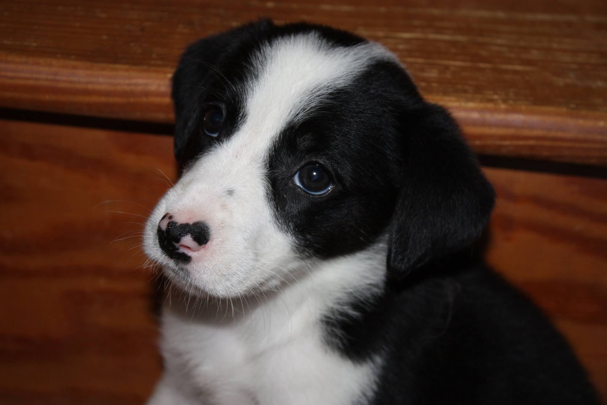 Adoptable Pet