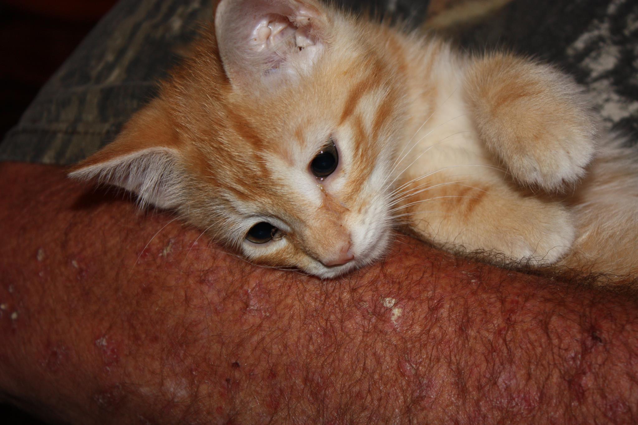 Adoptable Pet