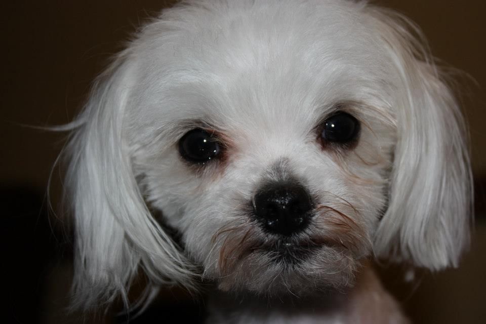 Adoptable Pet