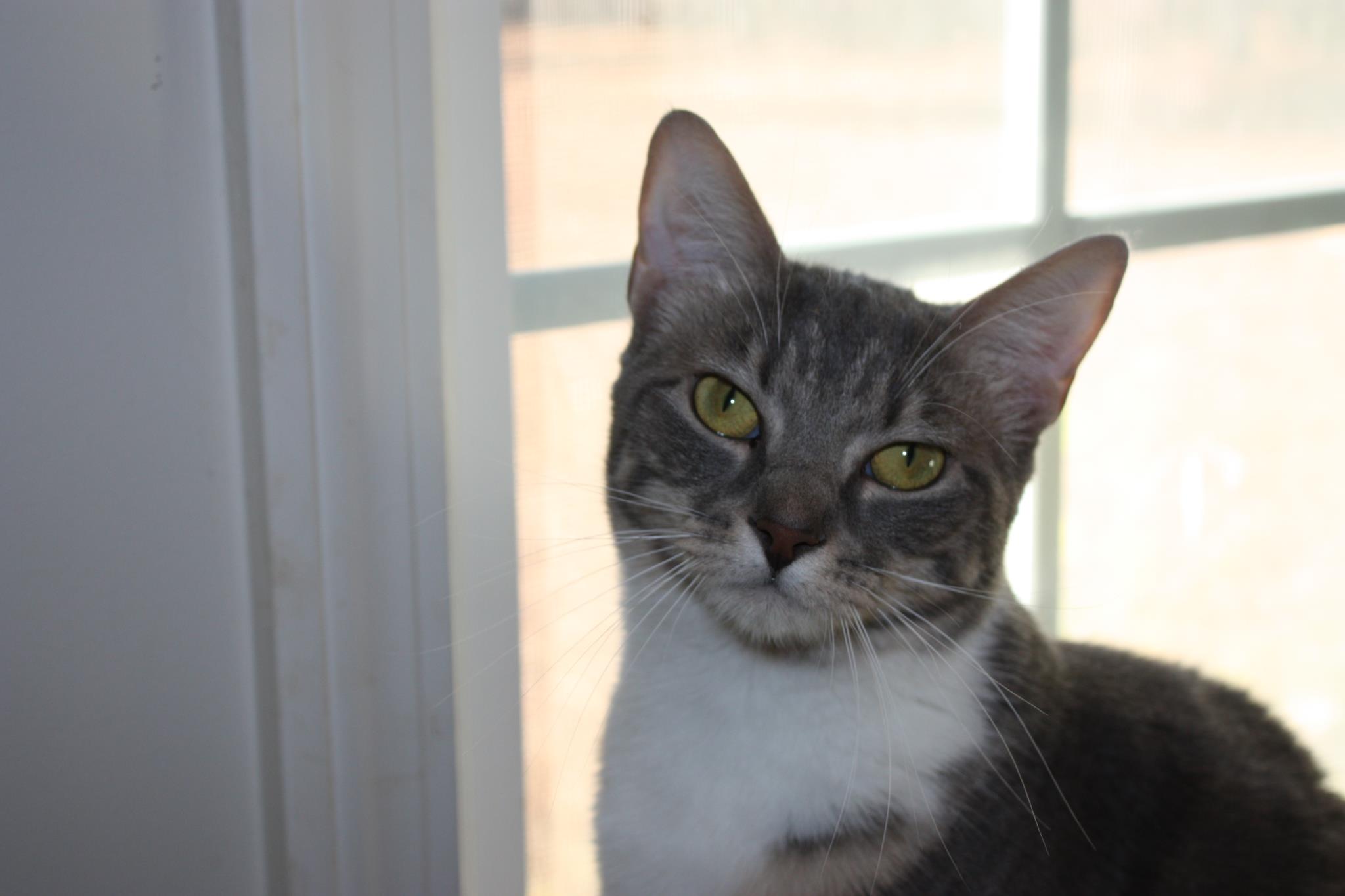 Adoptable Pet