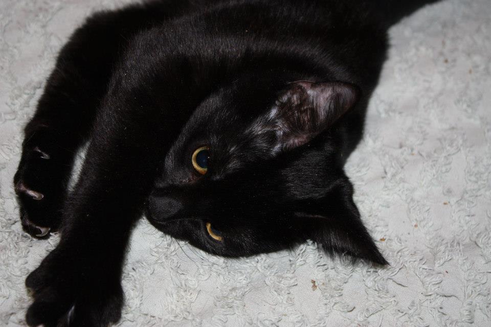 Adoptable Pet