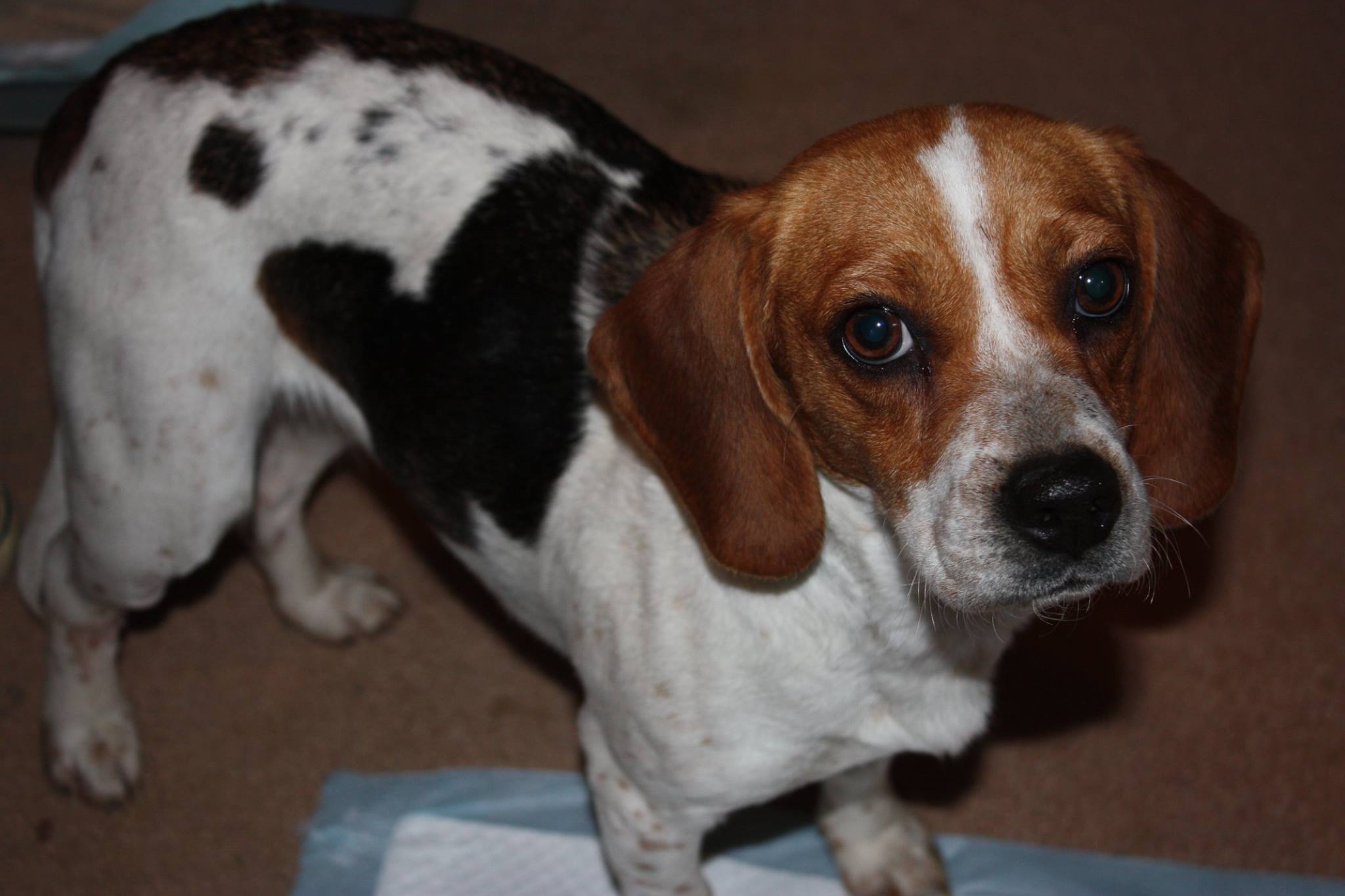 Adoptable Pet