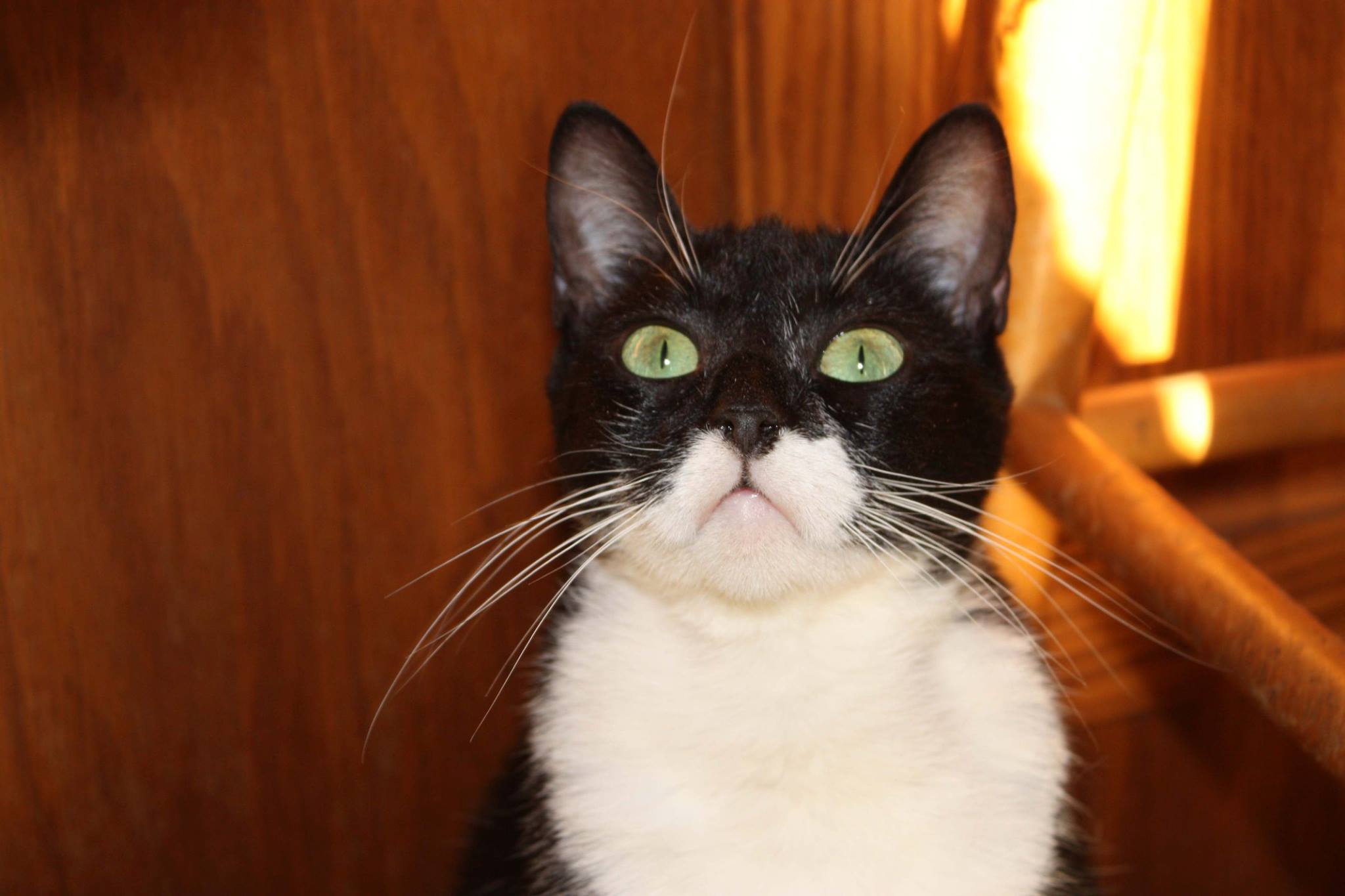 Adoptable Pet
