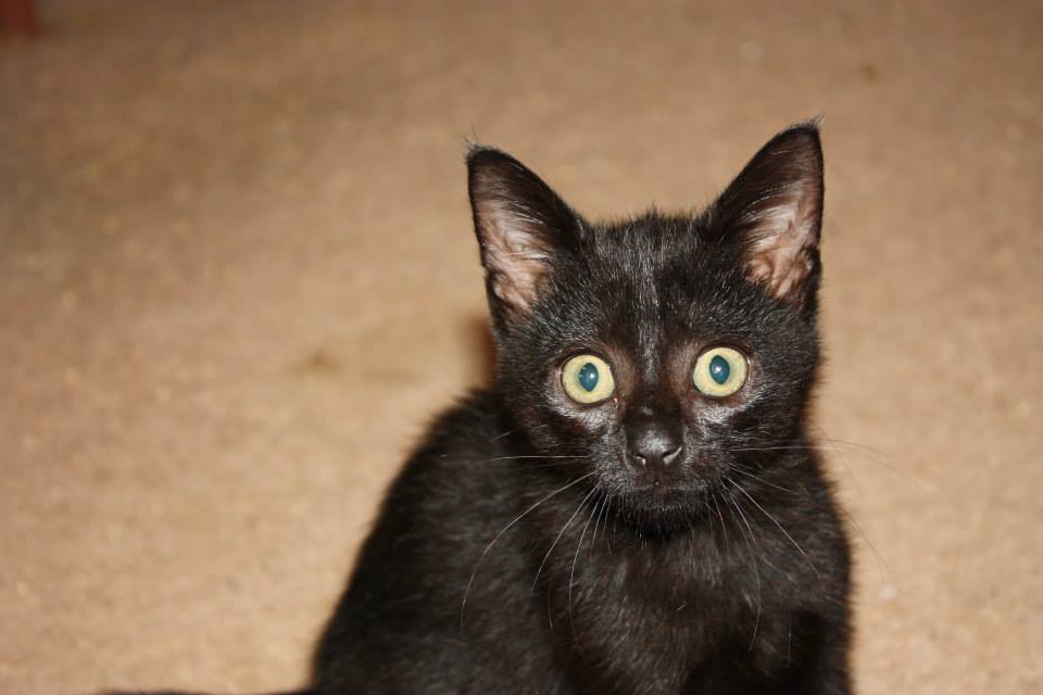 Adoptable Pet
