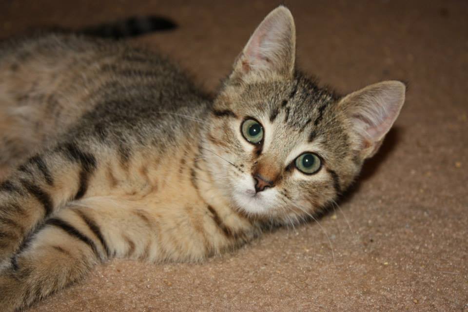 Adoptable Pet