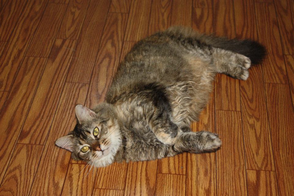Adoptable Pet