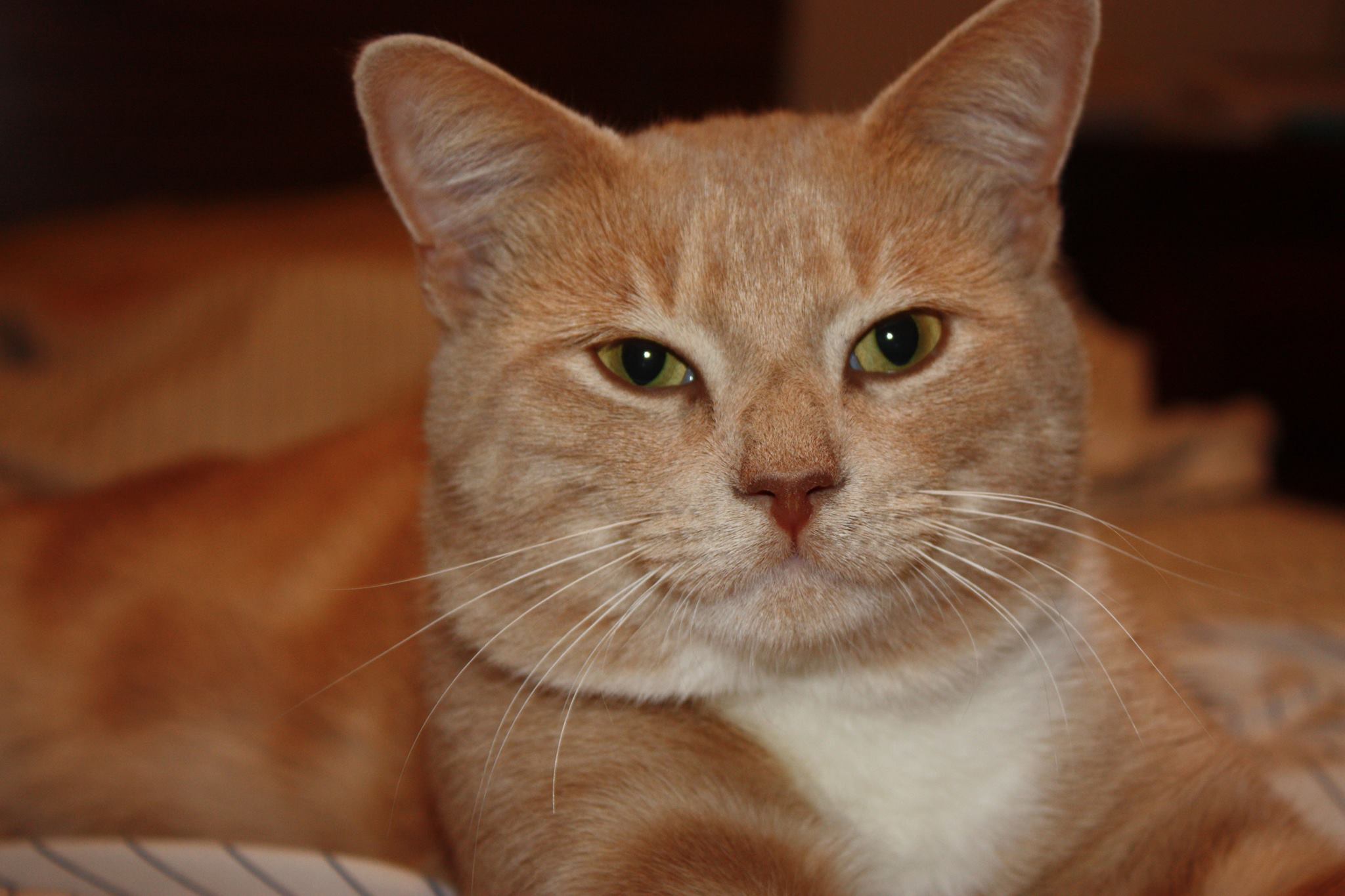 Adoptable Pet